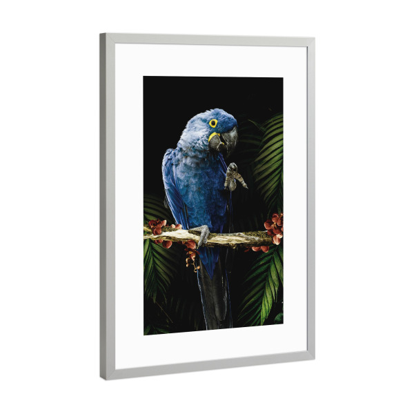 Poster mit Rahmen Silber "Ara-Dschungel-Papagei" artboxONE - Natur,Tiere - Papagei,Ara,Ara-papagei,Dschungel,Blätter,Vogel,Tier