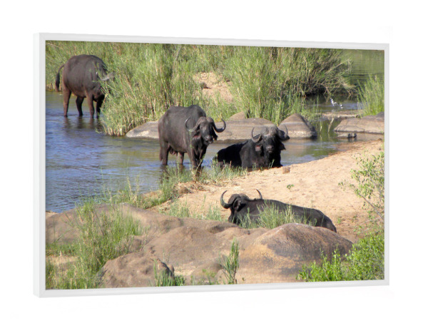 Poster mit weißem Rahmen "Büffel im Fluss" artboxONE - Reise,Tiere,Reise / Afrika,Reise / Länder