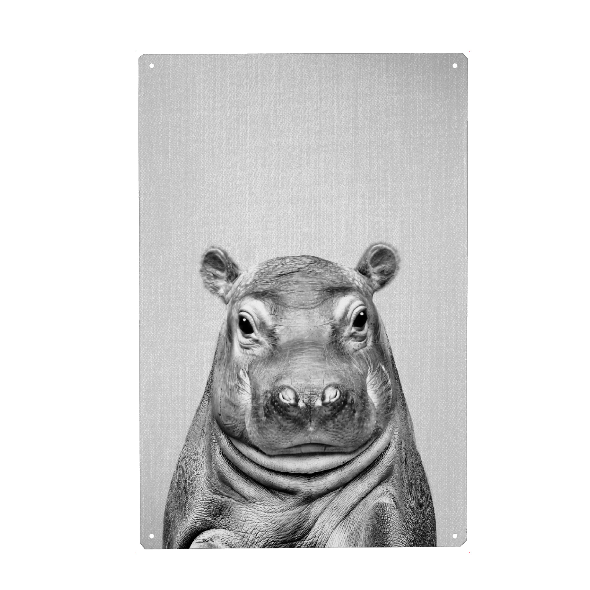 Metall Poster "Baby-Flusspferd - Schwarz & Weiß" artboxONE - Natur,Reise,Für Kinder,Tiere,Reise / Afrika