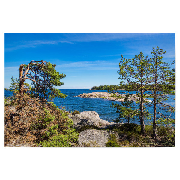 Poster "Felsenküste, Bäume, Ostsee" artboxONE - Natur,Reise,Reise / Strand und Meer,Reise / Länder