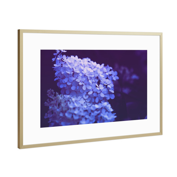 Poster mit Rahmen Gold "Grandiflora" artboxONE - Natur,Floral