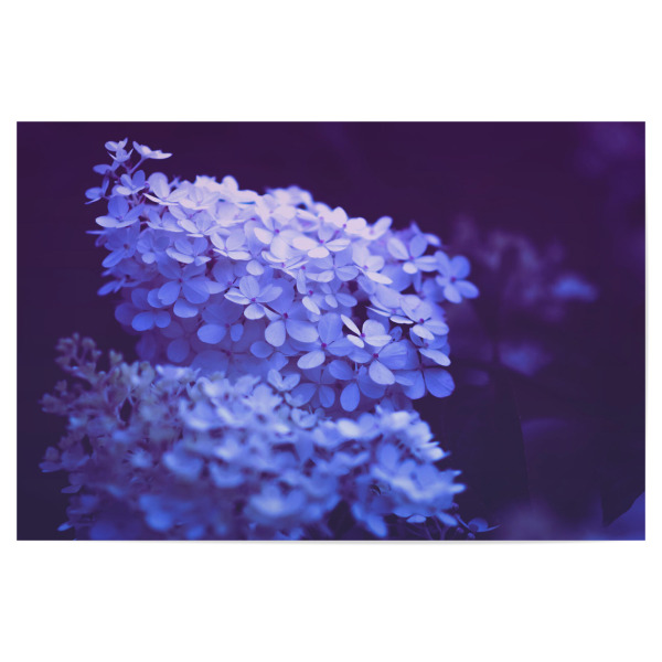 Poster "Grandiflora" artboxONE - Natur,Floral