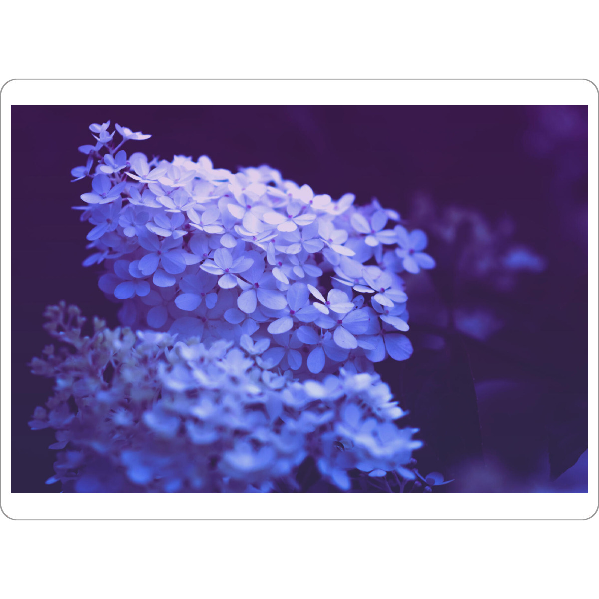 Tischset "Grandiflora" artboxONE - Natur,Floral