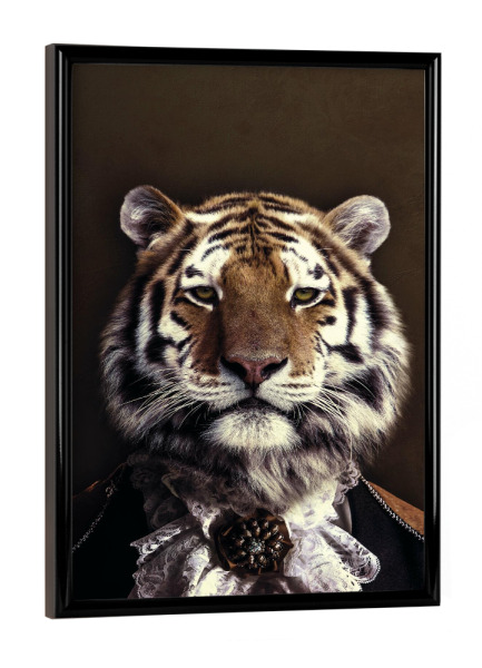 Poster mit schwarzem Rahmen "Classy Tiger Vintage" artboxONE - Tiere - Tiger,Tiger mit kleidung,Viktorianischer tiger,Große katze,Nobler tiger,Tier