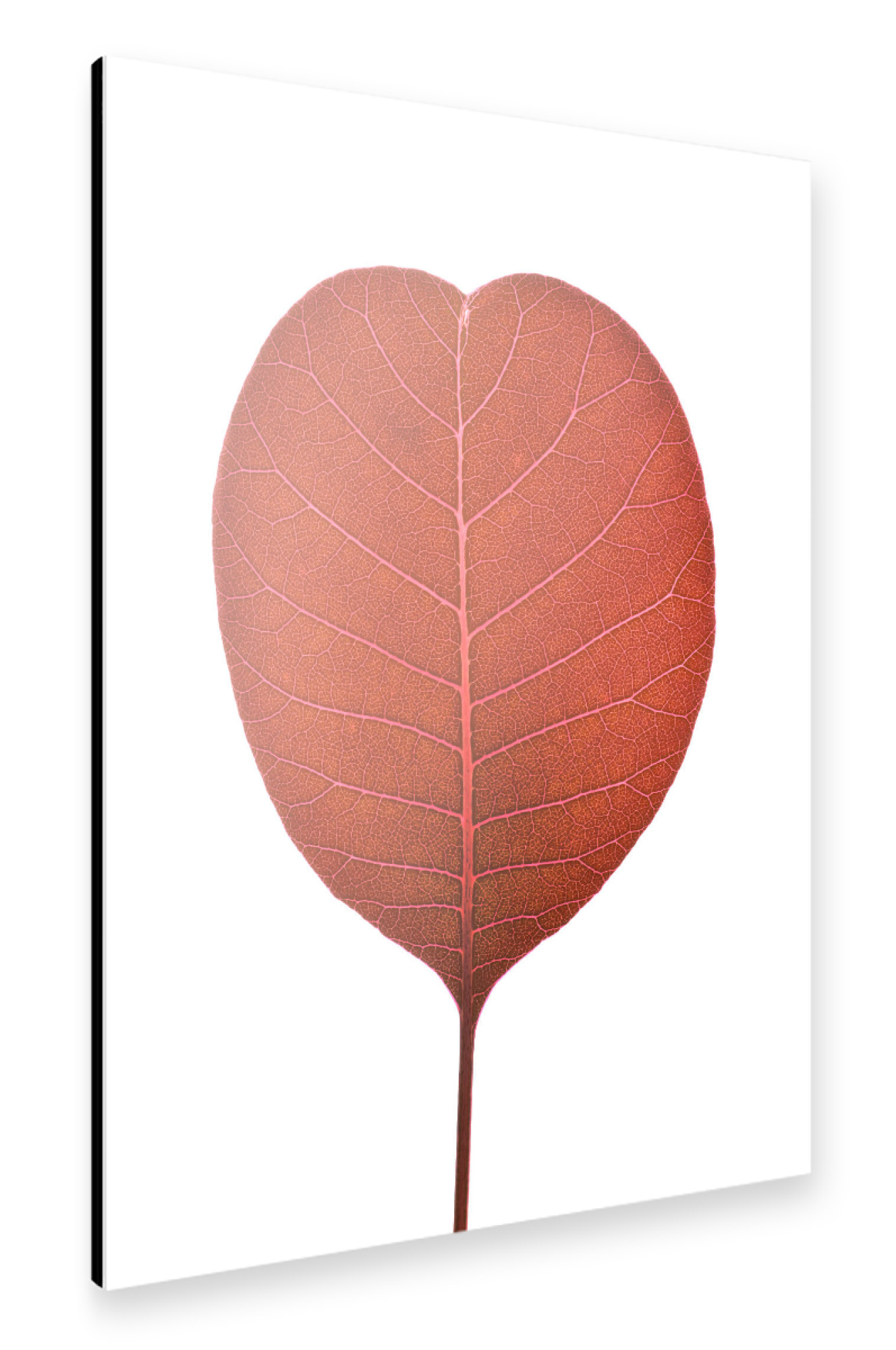 Alu-Dibond "Cotinus coggygria" 30x20 cm artboxONE