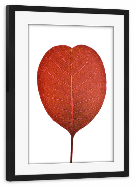Poster mit Rahmen schwarz "Cotinus coggygria" artboxONE - Natur,Floral