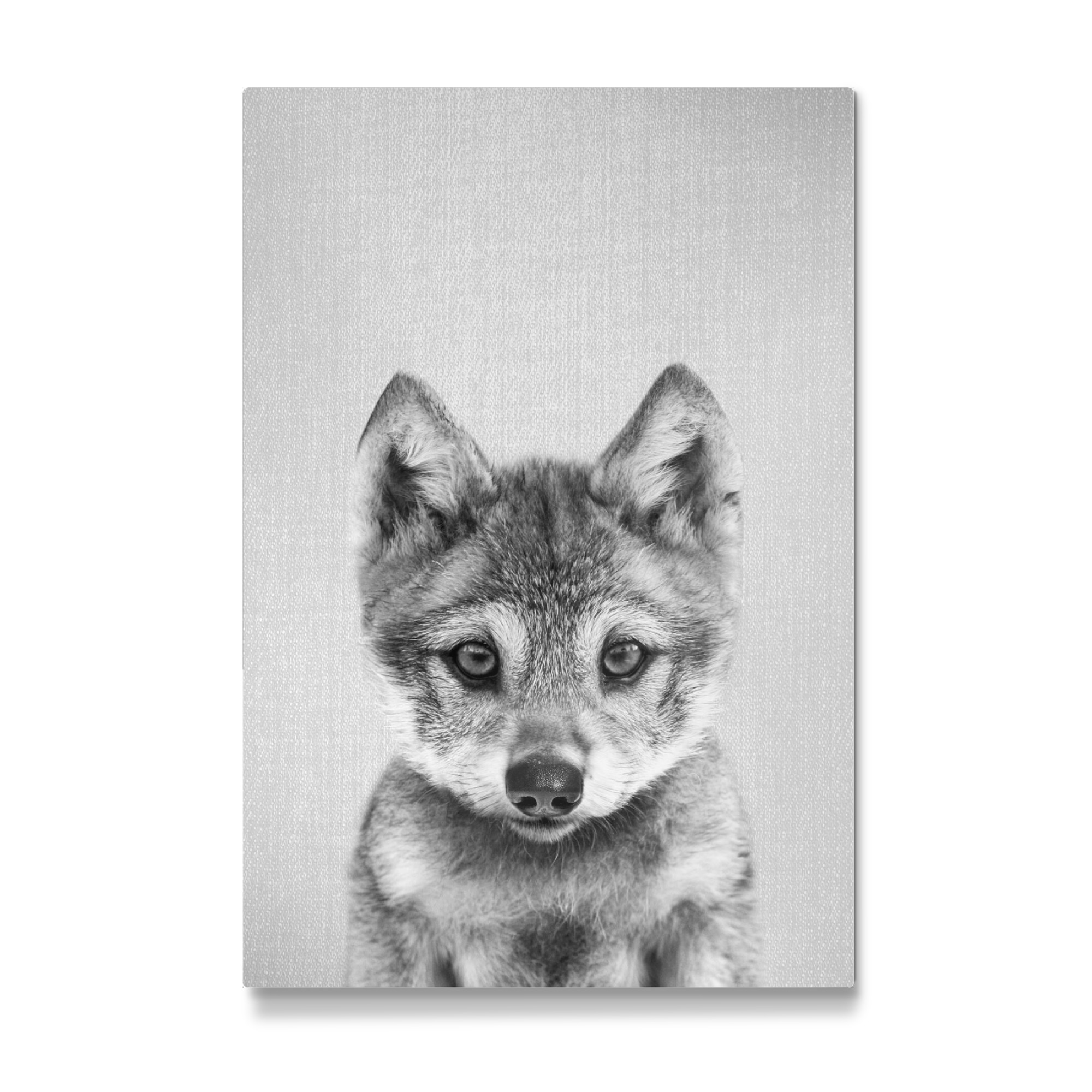 Galerie-Print "Baby-Wolf - Schwarz & Weiß" 75x50 cm artboxONE