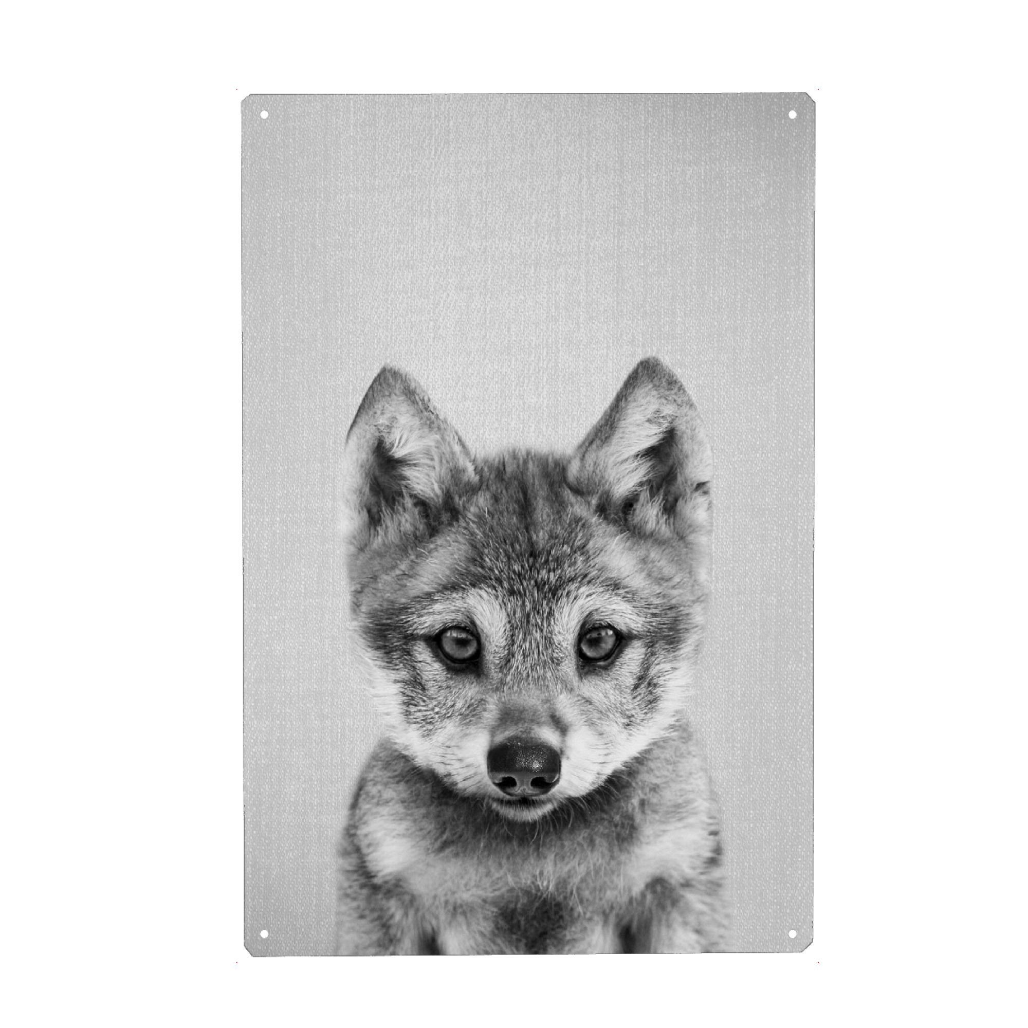 Metall Poster "Baby-Wolf - Schwarz & Weiß" artboxONE - Natur,Reise,Für Kinder,Tiere,Männer