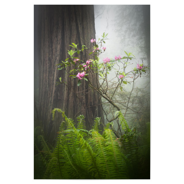 Poster 30x20 cm "Blumen der Verdammnis" artboxONE - Natur,Reise,Reise / Länder,Für Mama