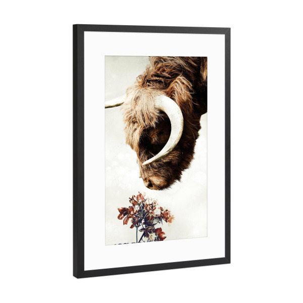 Poster mit Rahmen Schwarz (Metallic) "Hochlandkuh" artboxONE - Natur,Floral,Tiere - Hochlandkuh,Highlander,Kuh,Stier,Hörner,Blumen,Tier