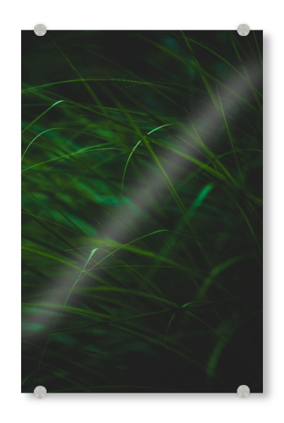 Acrylglasbild "Grashalme" artboxONE - Natur