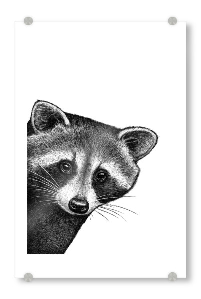 Acrylglasbild "Waschbär, der heraus späht" artboxONE - Tiere,Lustig