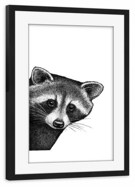 Poster mit Rahmen schwarz "Waschbär, der heraus späht" artboxONE - Tiere,Lustig