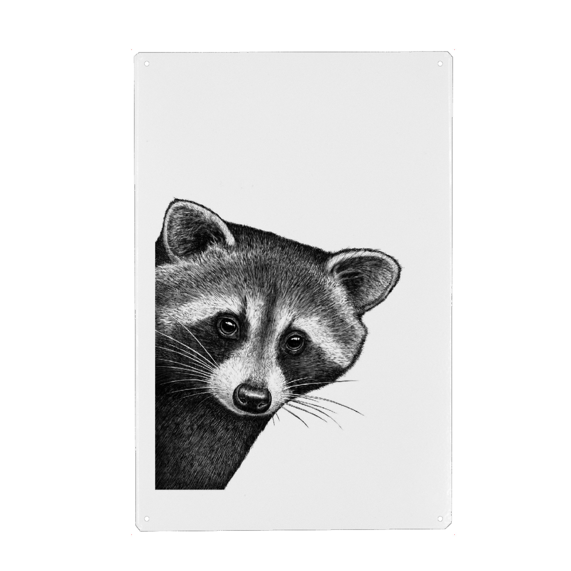 Holzbild "Waschbär, der heraus späht" artboxONE - Tiere,Lustig