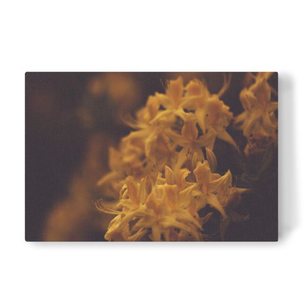 Leinwandbild "Gelbe Blüte" artboxONE - Natur,Floral