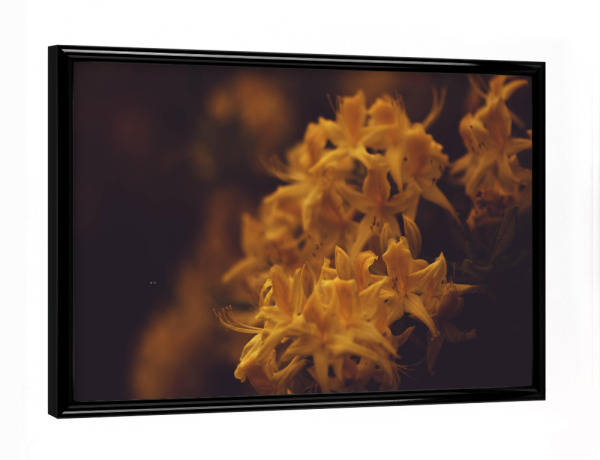 Poster mit schwarzem Rahmen "Gelbe Blüte" artboxONE - Natur,Floral
