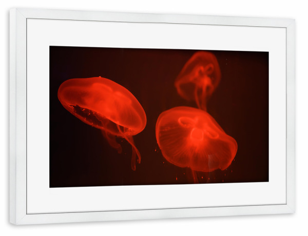 Poster mit Rahmen weiß "Im Aquarium" artboxONE - Natur,Für Kinder,Tiere
