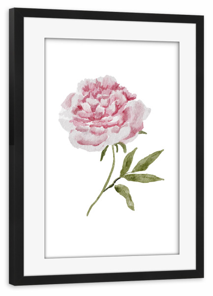 Poster mit Rahmen schwarz "Aquarell Hochzeitspfingstrose" artboxONE - Floral