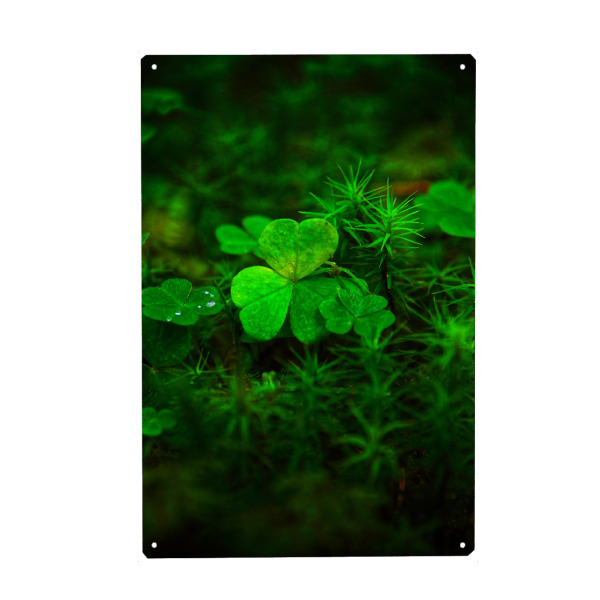 Metall Poster "Kleeblatt im Wald" artboxONE - Natur,Floral - Natur,Grün,Kleeblatt,Glück,Positiv,Wald,Nadelwald,Moos - Blechschild