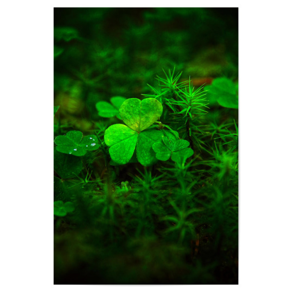 Poster "Kleeblatt im Wald" artboxONE - Natur,Floral - Natur,Grün,Kleeblatt,Glück,Positiv,Wald,Nadelwald,Moos
