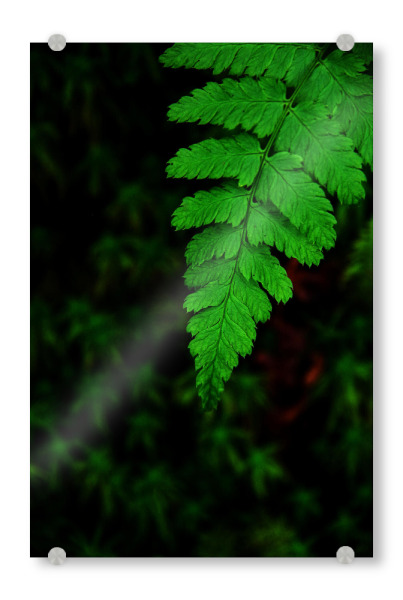 Acrylglasbild "Farn im Wald" artboxONE - Natur - Wald,Natur,Grün,Farn,Moos,Regenwald,Dickicht,Unkraut,Garten