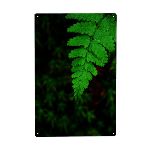 Holzbild "Farn im Wald" artboxONE - Natur - Wald,Natur,Grün,Farn,Moos,Regenwald,Dickicht,Unkraut,Garten