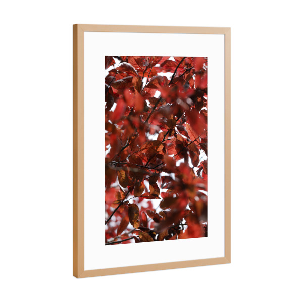 Poster mit Rahmen Kupfer "Rote Blätter, abstrakte Natur" artboxONE - Natur,Floral,Abstrakt