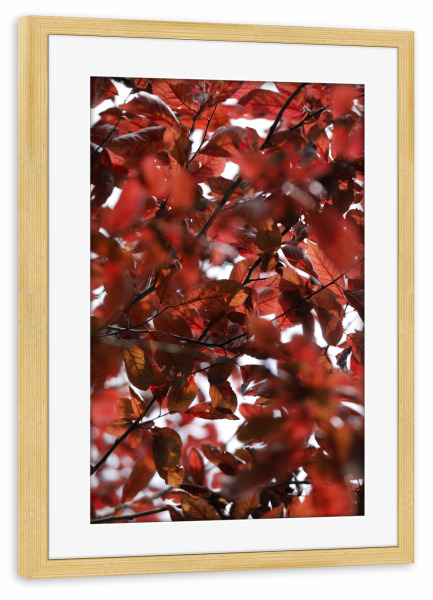 Poster mit Rahmen kiefer "Rote Blätter, abstrakte Natur" artboxONE - Natur,Floral,Abstrakt