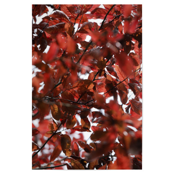 Poster "Rote Blätter, abstrakte Natur" artboxONE - Natur,Floral,Abstrakt