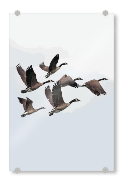 Acrylglasbild "Wildgänse" artboxONE - Natur,Tiere