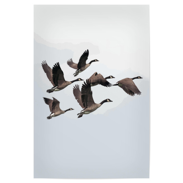 Poster 30x20 cm "Wildgänse" artboxONE - Natur,Tiere