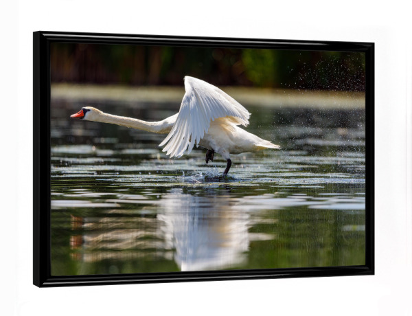 Poster mit schwarzem Rahmen "Höckerschwan in Donaudelta" artboxONE - Natur,Tiere - Schwan,Höckerschwan,Donaudelta,Fliegen,Flug,Starten,Vogel,Wildlife