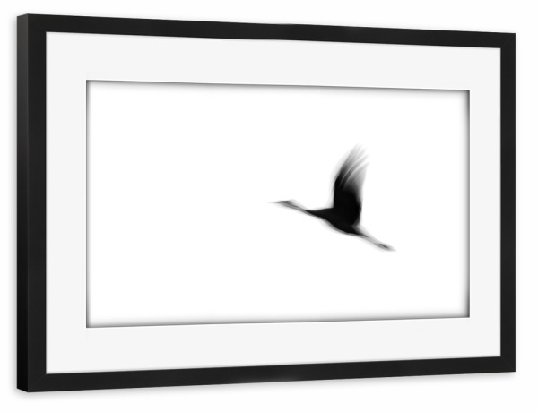 Poster mit Rahmen schwarz "Fliegender Kranich" artboxONE - Natur,Tiere,Reise / Länder