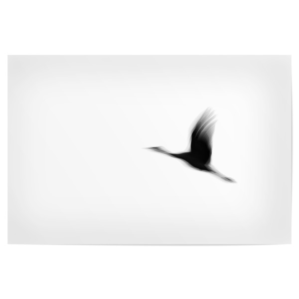 Poster "Fliegender Kranich" artboxONE - Natur,Tiere,Reise / Länder