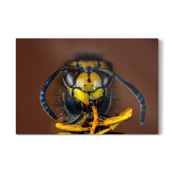 Galerie-Print "Wespe" 30x20 cm artboxONE