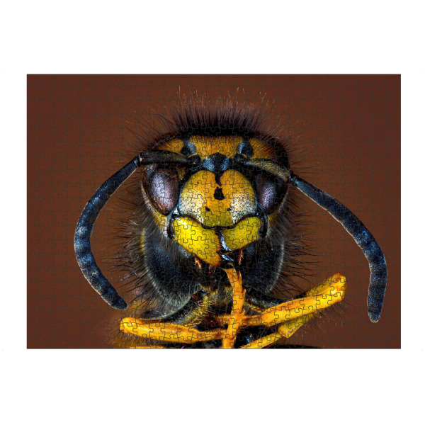 Puzzle Ravensburger "Wespe" artboxONE - Tiere - Wespe,Wespen,Insekten,Insekt,Deutsche wespe,Nahaufnahme - Bild wespe