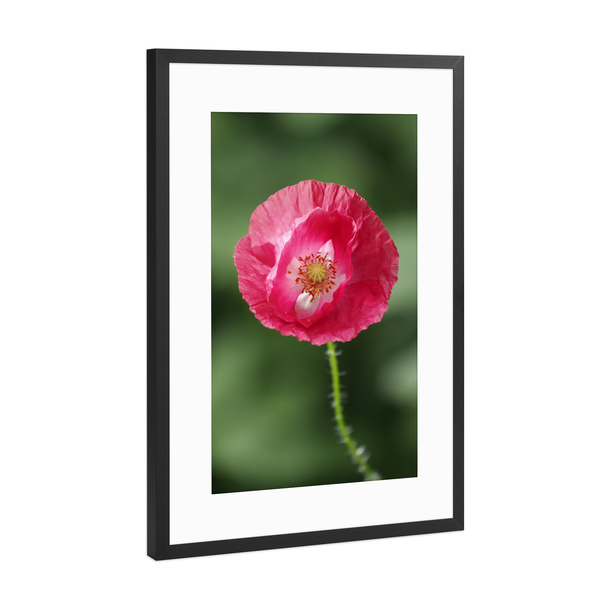 Poster mit Rahmen Schwarz (Metallic) "Mohnblume Nahaufnahme, pink" artboxONE - Natur,Floral