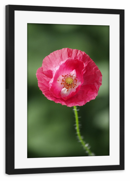 Poster mit Rahmen schwarz "Mohnblume Nahaufnahme, pink" artboxONE - Natur,Floral