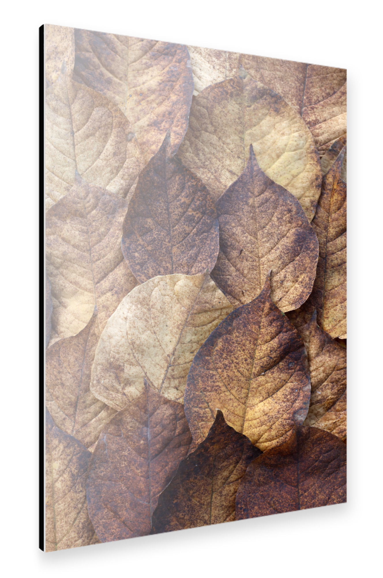 Alu-Dibond "Herbstblätter Beige Braun Rot" 75x50 cm artboxONE