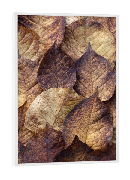 Poster mit weißem Rahmen "Herbstblätter Beige Braun Rot" artboxONE - Natur,Floral,Abstrakt