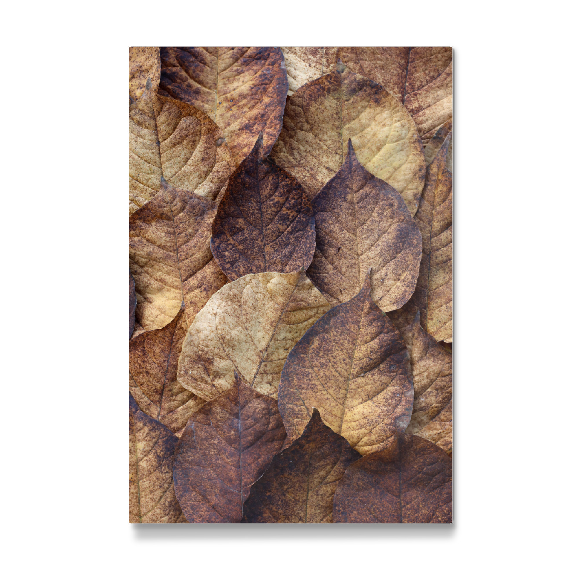 Galerie-Print "Herbstblätter Beige Braun Rot" 75x50 cm artboxONE