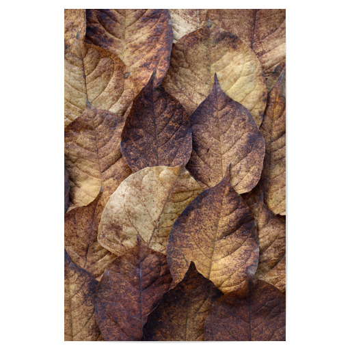 Herbstblätter Beige Braun Rot