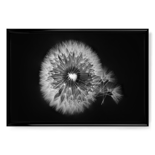 Pusteblume Detail schwarz-weiß