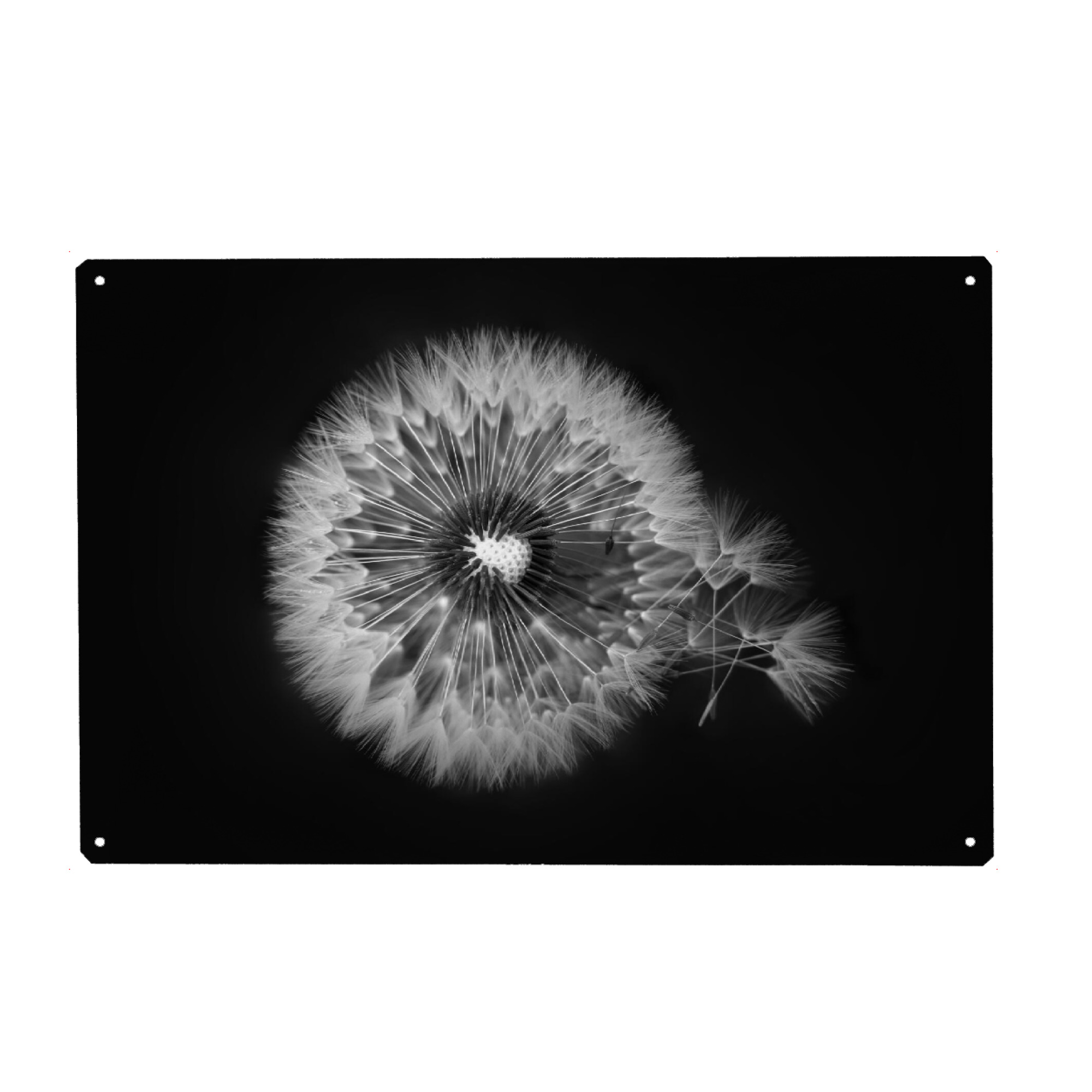 Metall Poster "Pusteblume Detail schwarz-weiß" artboxONE - Natur,Floral,Schwarzweiß