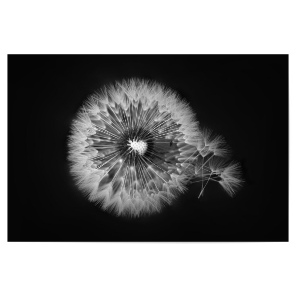 Poster "Pusteblume Detail schwarz-weiß" artboxONE - Natur,Floral,Schwarzweiß