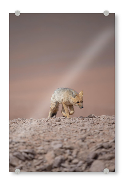 Acrylglasbild "Desert Fox Prowl" artboxONE - Natur,Tiere - Fuchs,Andenfuchs,Wildlife,Natur,Wüste,Wanderung,Bewegung,Durchhalten