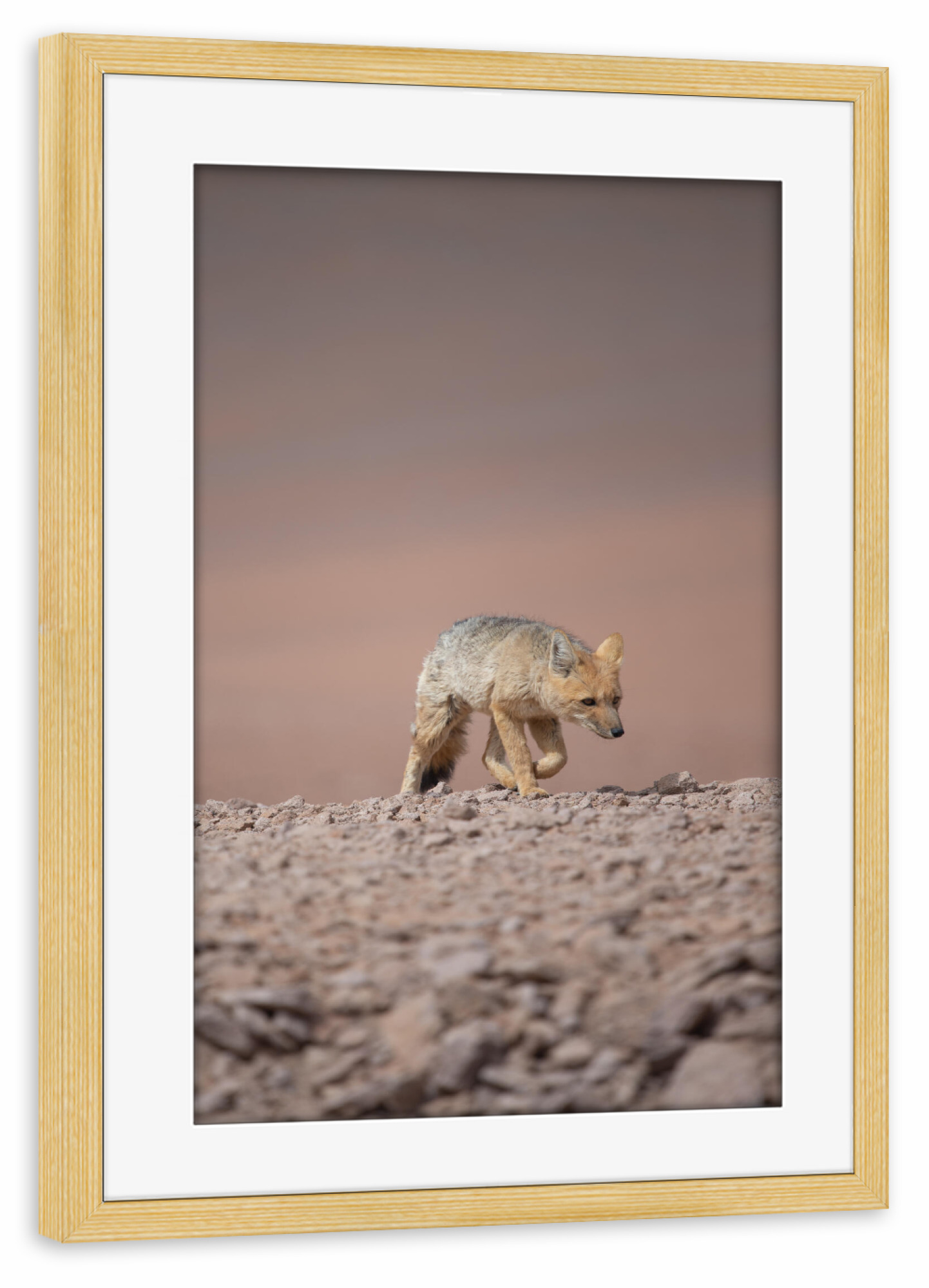 Poster mit Rahmen kiefer "Desert Fox Prowl" artboxONE - Natur,Tiere - Fuchs,Andenfuchs,Wildlife,Natur,Wüste,Wanderung,Bewegung,Durchhalten