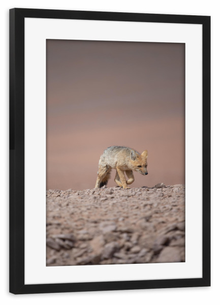 Poster mit Rahmen schwarz "Desert Fox Prowl" artboxONE - Natur,Tiere - Fuchs,Andenfuchs,Wildlife,Natur,Wüste,Wanderung,Bewegung,Durchhalten