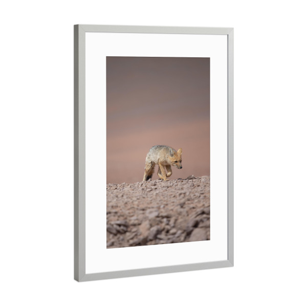 Poster mit Rahmen Silber "Desert Fox Prowl" artboxONE - Natur,Tiere - Fuchs,Andenfuchs,Wildlife,Natur,Wüste,Wanderung,Bewegung,Durchhalten