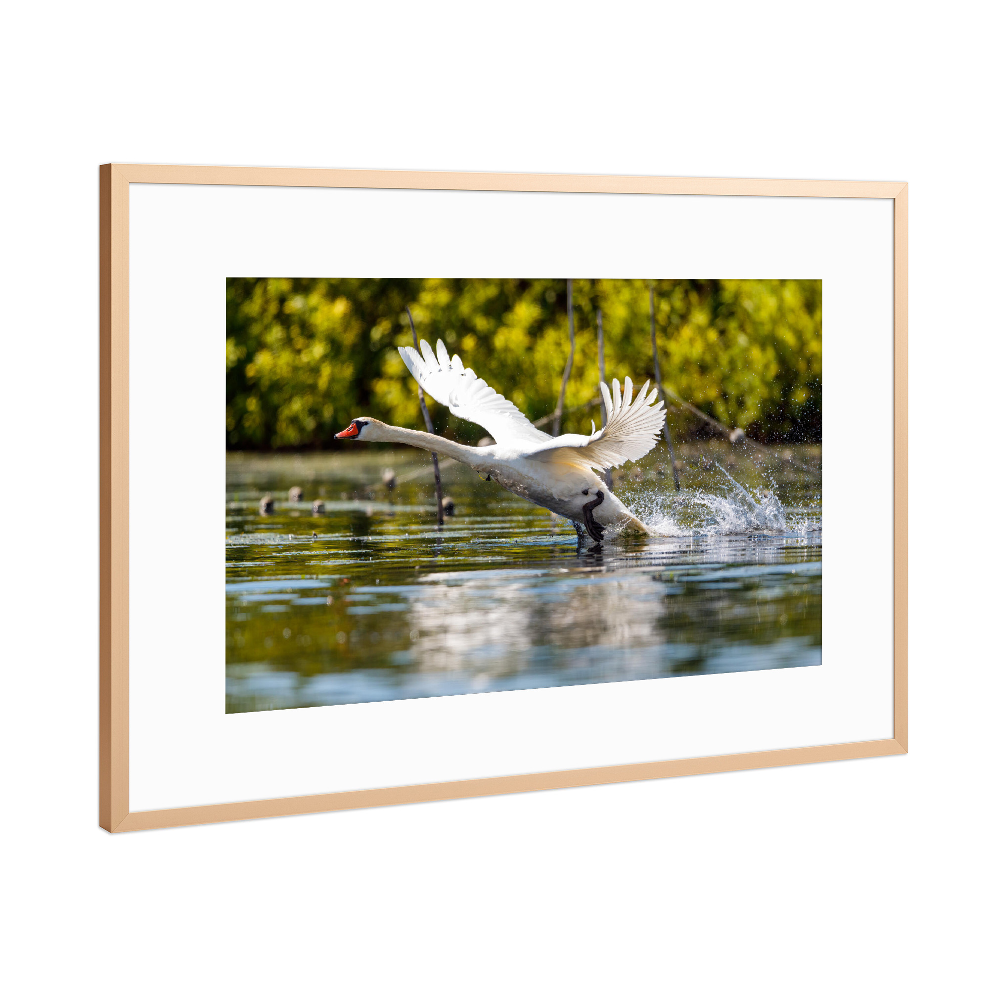 Poster mit Rahmen Kupfer "Höckerschwan beim Start" artboxONE - Tiere - Schwan,Höckerschwan,Donaudelta,Fliegen,Flug,Starten,Vogel,Wildlife